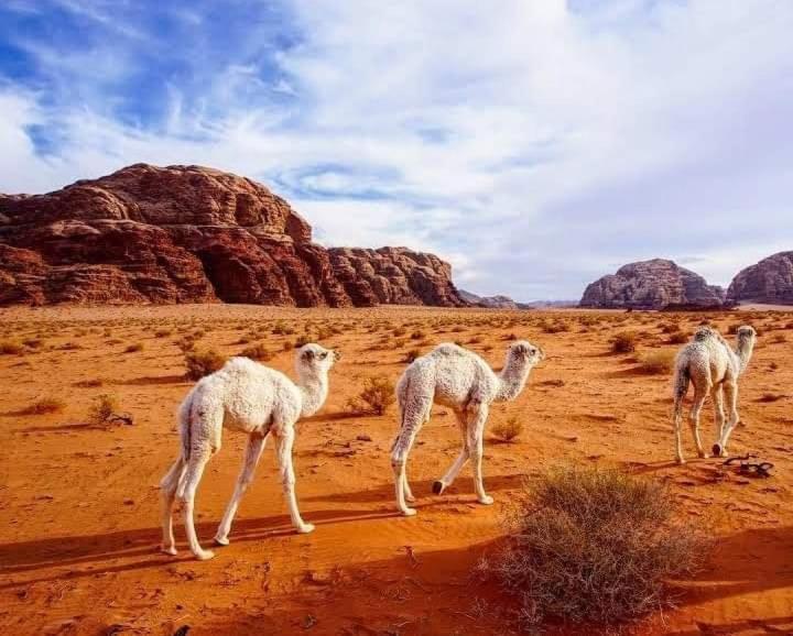 Enad Desert Camp Ram Vadisi Dış mekan fotoğraf