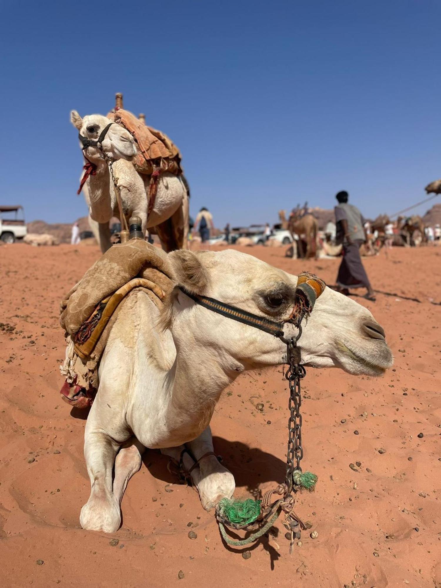 Enad Desert Camp Ram Vadisi Dış mekan fotoğraf